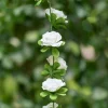 Girlang Rosor Vit
